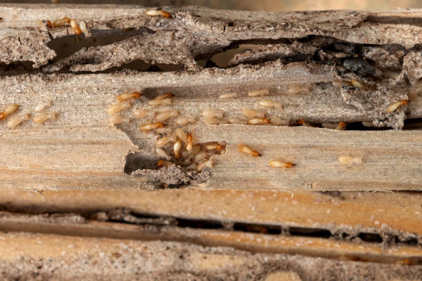 Wasp Removal Services in Kettle Falls, WA