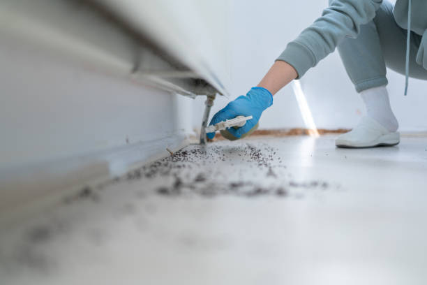 Reliable Kettle Falls, WA Pest Control Solutions